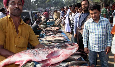 শেরপুরে চলছে ঐতিহ্যের মাছের মেলা