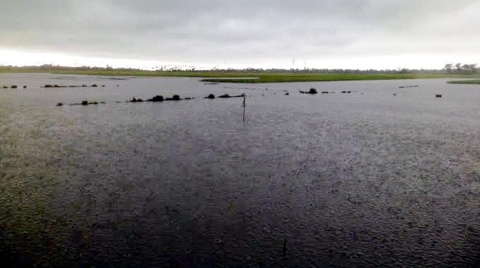 ছাতকে আগাম বন্যায় ১০ হাজার হেক্টর ভূমির ফসলহানি