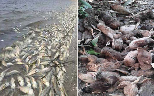 হাওরে মরেছে ৪ হাজার হাঁস, ১২৭৬ টন মাছ
