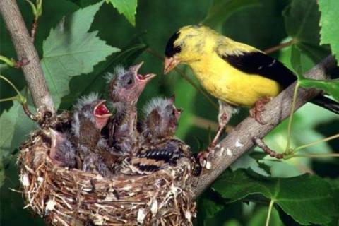 আজ বিশ্ব মা দিবস