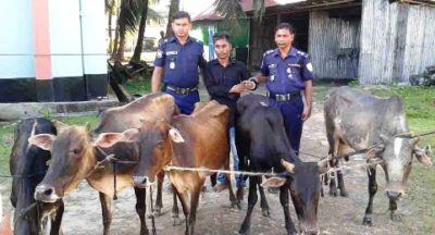 জগন্নাথপুর থেকে চুরি যাওয়া ৫টি গরু মদন থেকে উদ্ধার