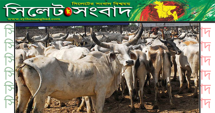 কোরবানীর জন্য মিয়ানমার থেকে আসছে গরু