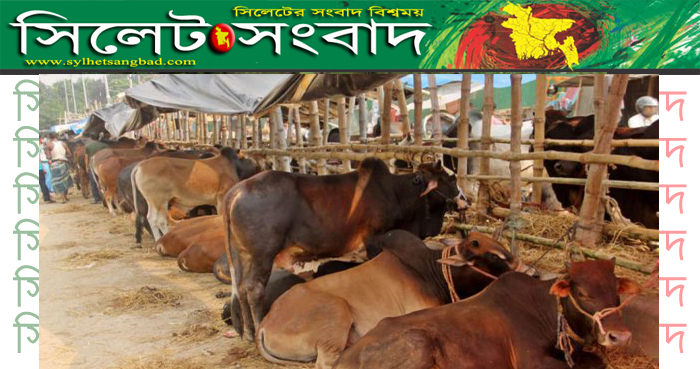 সিলেটের পশুর হাট গুলো এখনো জমে উঠেনি