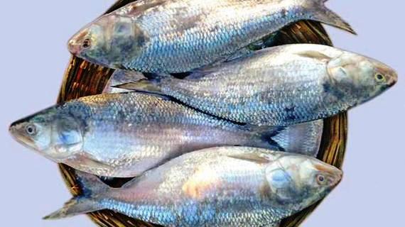 ১-২২ অক্টোবর ইলিশ ধরা ও বিক্রি নিষেধ