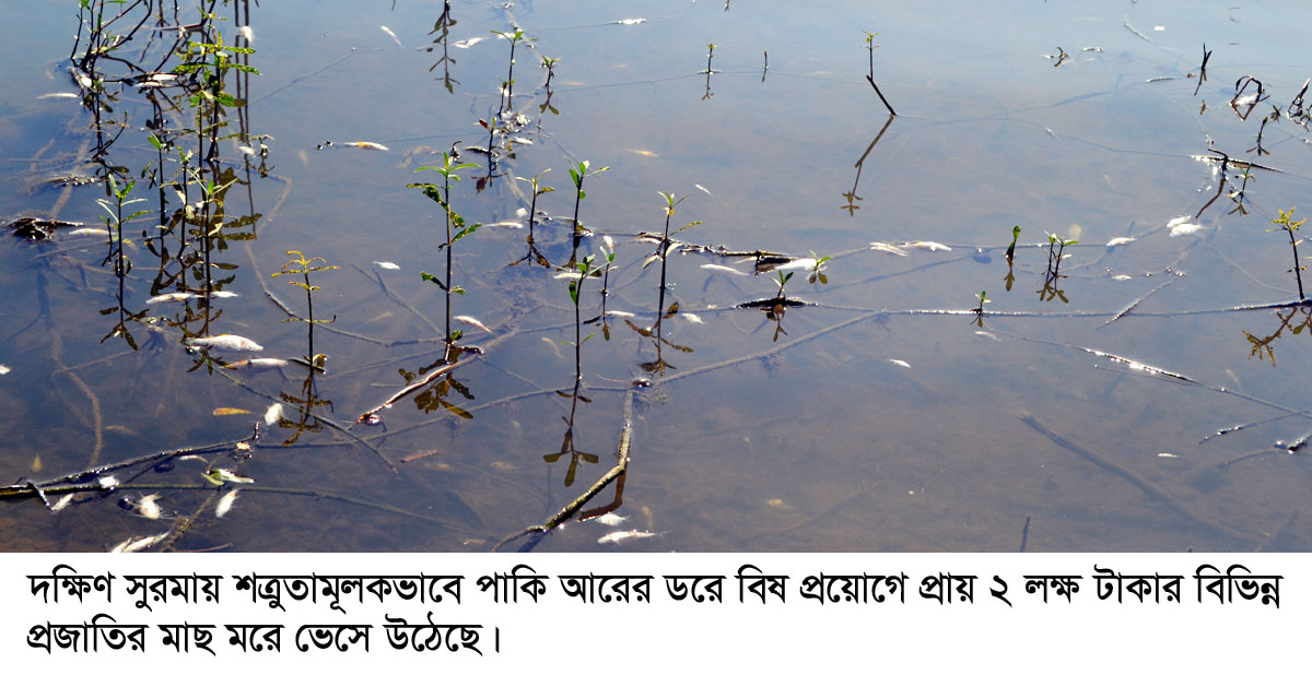 দক্ষিণ সুরমায় জলাশয়ে বিষ প্রয়োগে ২ লক্ষ টাকার মাছ মেরেছে দুর্বৃত্তরা