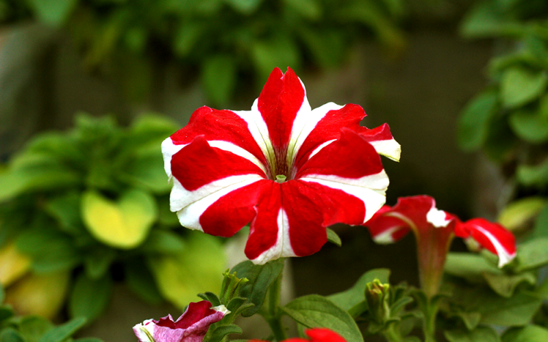 স্বাগত ২০১৮ বিদায় ২০১৭