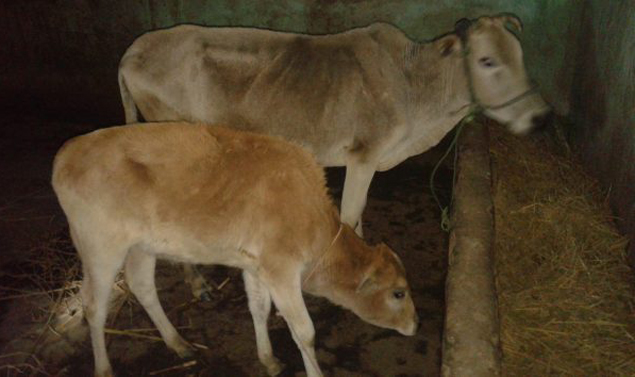 প্রাইভেটকার ও ২টি গরুর মালিকের সন্ধান চায় মোঘলাবাজার থানা পুলিশ