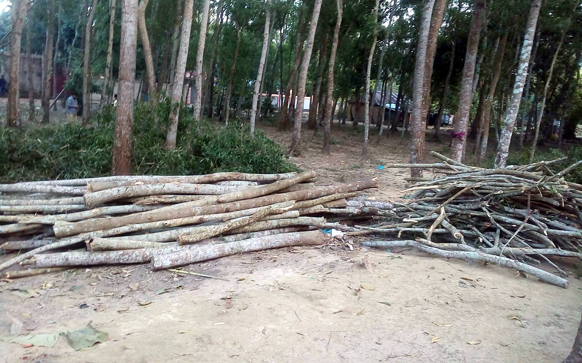 কমলগঞ্জের গাছ চুরির মামলায় আটক-১
