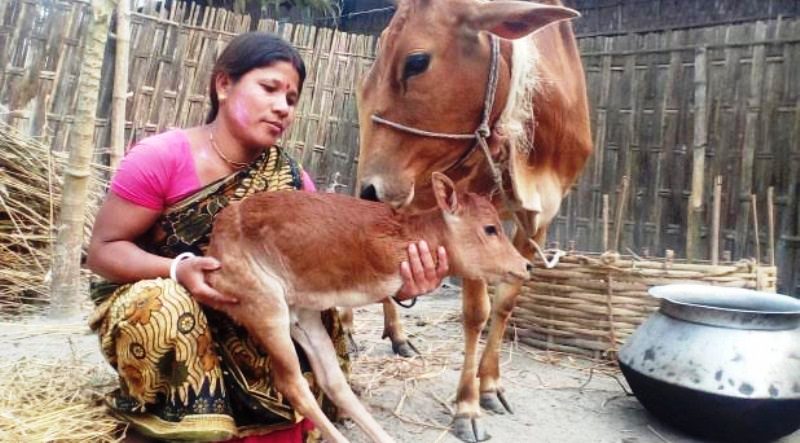 সামনের দুই পা ছাড়াই জন্ম নিয়েছে গরুর বাছুর