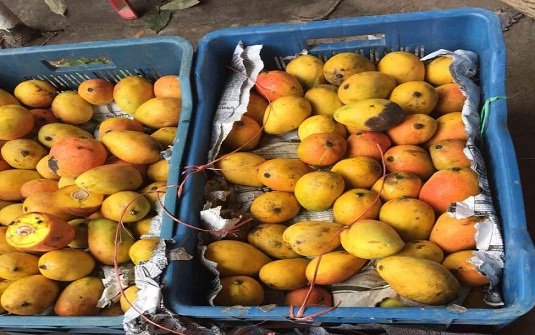 বিষাক্ত রাসায়নিক আমে ছয়লাভ ঢাকা, মিরপুরে ১১’শ মণ আম ধ্বংস