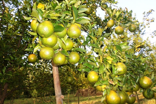 জুড়ীর কমলা চাষীদের মুখে তৃপ্তির হাসি