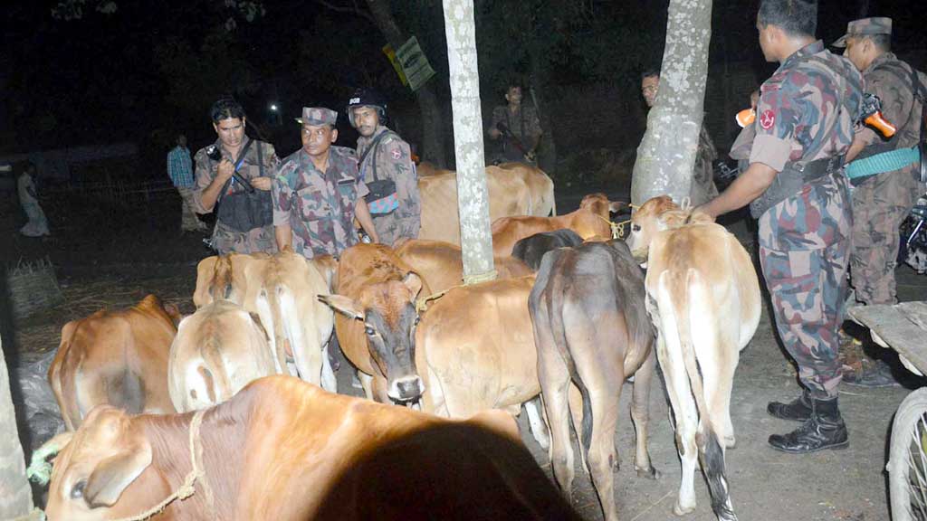 জৈন্তাপুর সীমান্তে ২০টি ভারতীয় গরু আটক