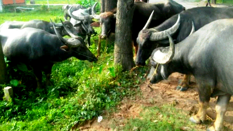 জৈন্তাপুর সীমান্তে ৭টি ভারতীয় মহিষ আটক