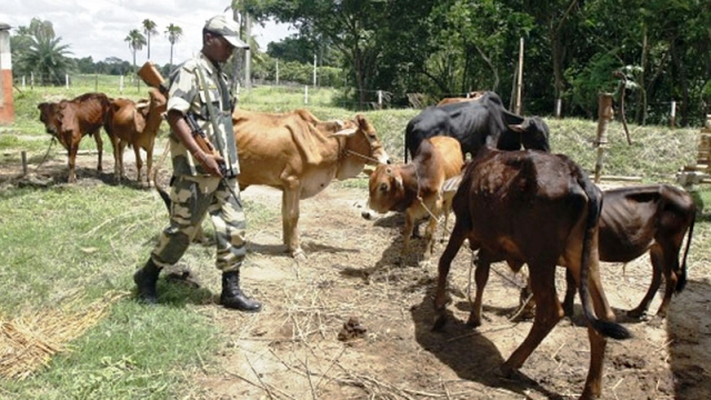 জৈন্তাপুর সীমান্তে ২১টি ভারতীয় গরু আটক