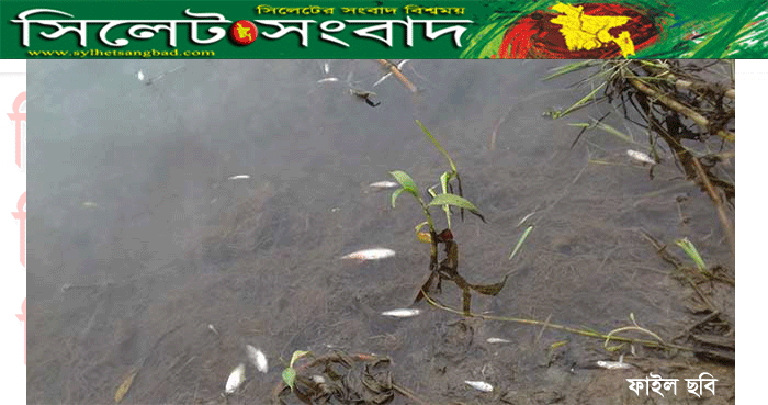 দক্ষিণ সুরমায় মাছের সাথে শত্রুতা