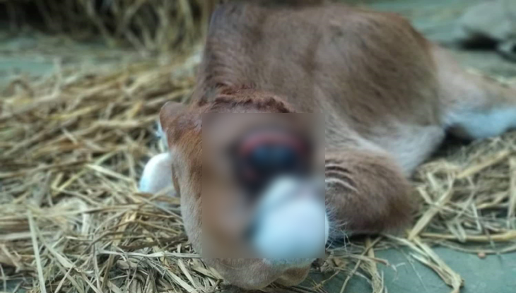 বিশাল আকৃতির একটি চোখ নিয়ে অদ্ভুত বাছুরের জন্ম!