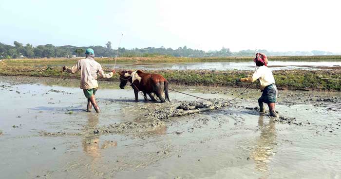 জগন্নাথপুরে ঘোড়া দিয়ে হালচাষ!