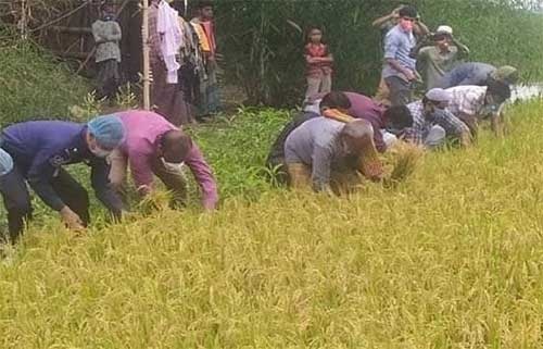 ছাতকের হাওরে ধান কাটতে কৃষকের পাশে কাঁচি হাতে ইউএনও