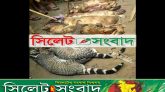 জৈন্তাপুরে শেয়াল-বাঘডাস-বেজি হত্যার মহোৎসব !