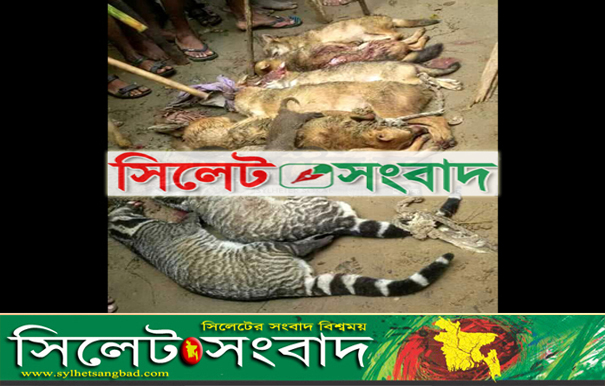 জৈন্তাপুরে শেয়াল-বাঘডাস-বেজি হত্যার মহোৎসব !