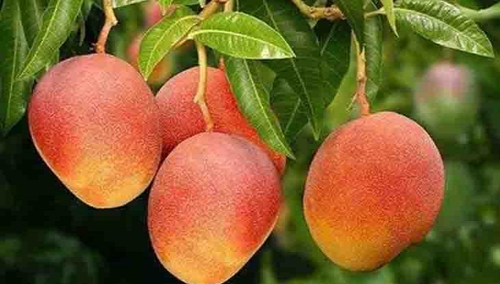 করোনার সংক্রমণ এড়াতে বেশি বেশি আম খান