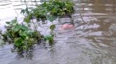 জগন্নাথপুরে নৌশ্রমিকের মরদেহ উদ্ধার