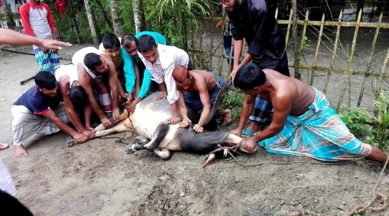ঈদে নগরীর যে ৩০টি স্থানে করা যাবে পশু জবাই