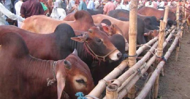 সিলেটে যে ১০টি পশুর হাট বৈধ