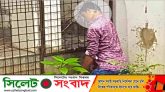শাহজালাল মাজারে যুবকের ঝুলন্ত লাশ উদ্ধার