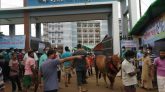 লাক্কাতুরা চা-বাগান স্কুল মাঠ থেকে পশুর হাট সরালো প্রশাসন