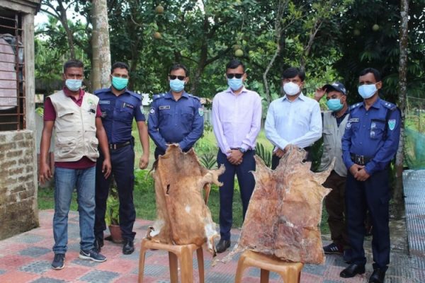 বড়লেখায় মায়া হরিণের চামড়া উদ্ধার