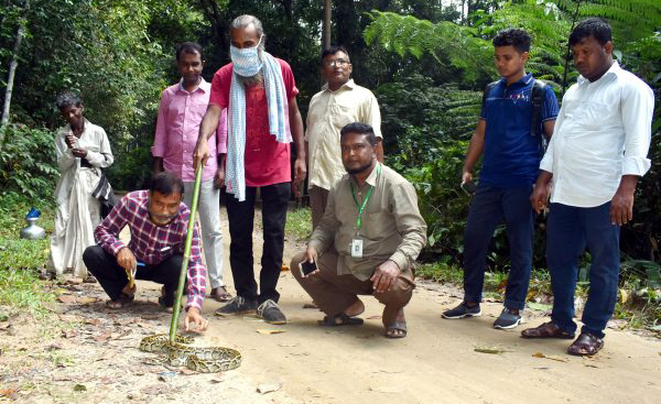 চিকিৎসকের বাসায় উদ্ধার হওয়া অজগর অবমুক্ত