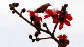 আজ পয়লা ফাল্গুন ঋতুরাজ বসন্ত