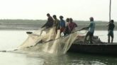 কোম্পানীগঞ্জে বজ্রপাতে দুই জেলের মৃত্যু