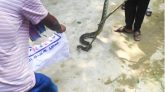 আলুরতলে উদ্ধার করা ৩টি অজগর বনে অবমুক্ত