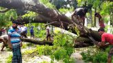 নিজের গাছ কাটতেও অনুমোদন লাগবে