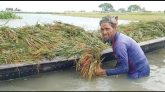 বন্যায় সুনামগঞ্জে ৫ হাজার হেক্টর জমির ফসল ক্ষতিগ্রস্ত