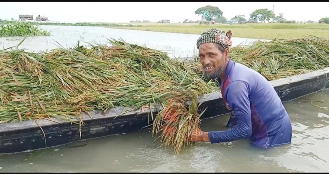 বন্যায় সুনামগঞ্জে ৫ হাজার হেক্টর জমির ফসল ক্ষতিগ্রস্ত