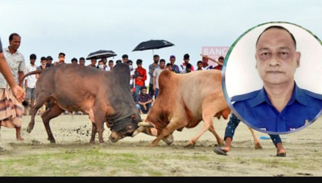 বিশ্বনাথে ষাঁড়ের লড়াই বন্ধ করলেন ওসি গাজী আতাউর