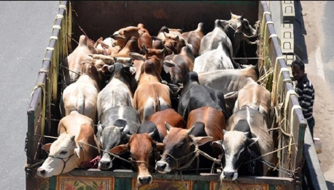 আসছে গরু, প্রস্তুত হচ্ছে কোরবানির হাট