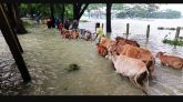 জমছেনা পশুর হাট, সিলেটে বন্যায় ৫৫৯০ খামার ক্ষতিগ্রস্ত