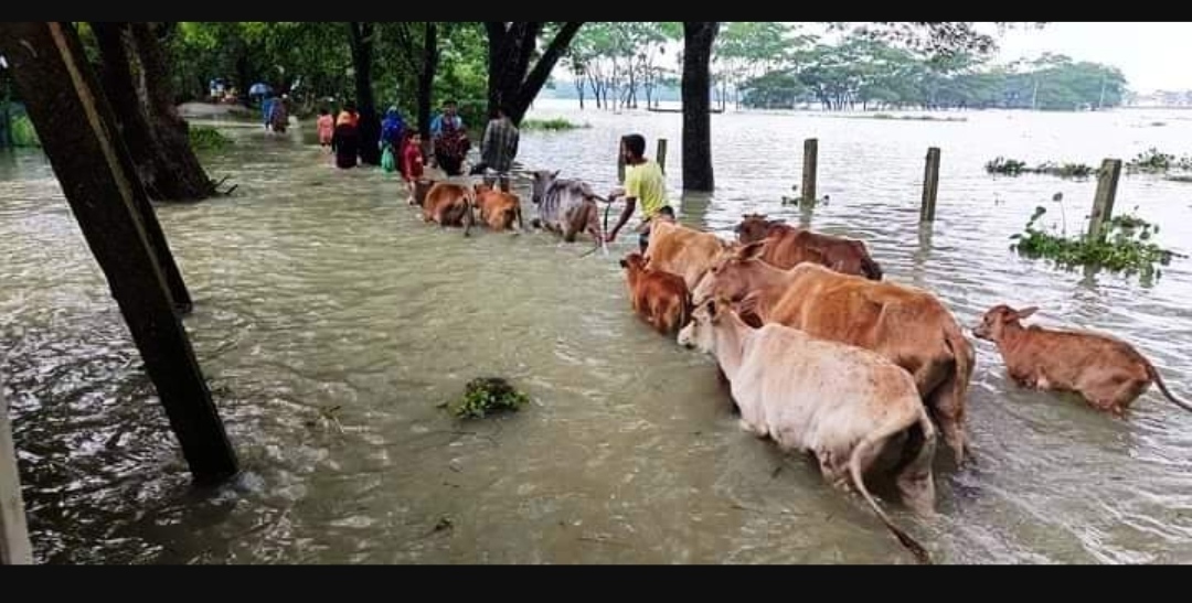 জমছেনা পশুর হাট, সিলেটে বন্যায় ৫৫৯০ খামার ক্ষতিগ্রস্ত