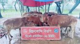 সিলেট সীমান্তে ২৪ ভারতীয় গরু আটক