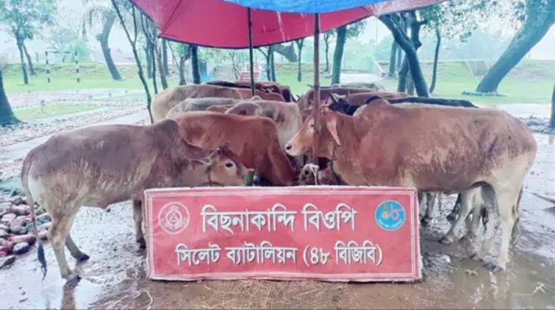 সিলেট সীমান্তে ২৪ ভারতীয় গরু আটক