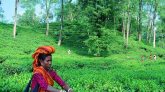 লোডশেডিংয়ে বিপর্যয়ের মুখে শ্রীমঙ্গলের চা শিল্প