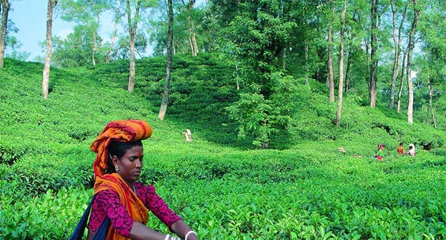 লোডশেডিংয়ে বিপর্যয়ের মুখে শ্রীমঙ্গলের চা শিল্প