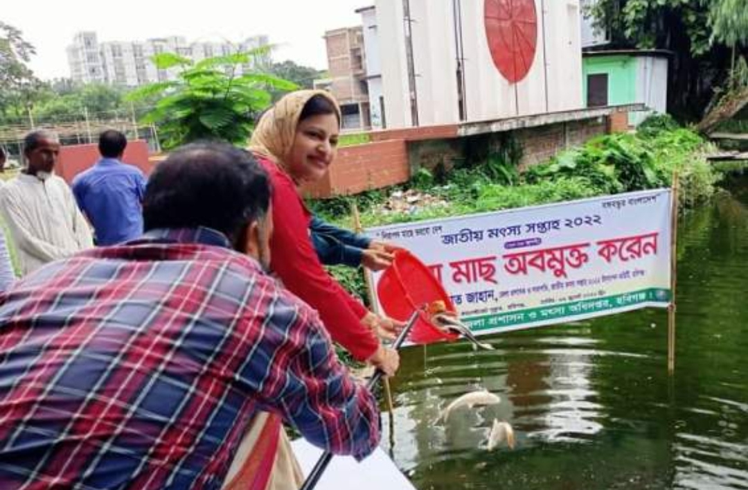 হবিগঞ্জে জাতীয় মৎস্য সপ্তাহের সমাপনীতে পুকুরে পোনা মাছ অবমুক্ত
