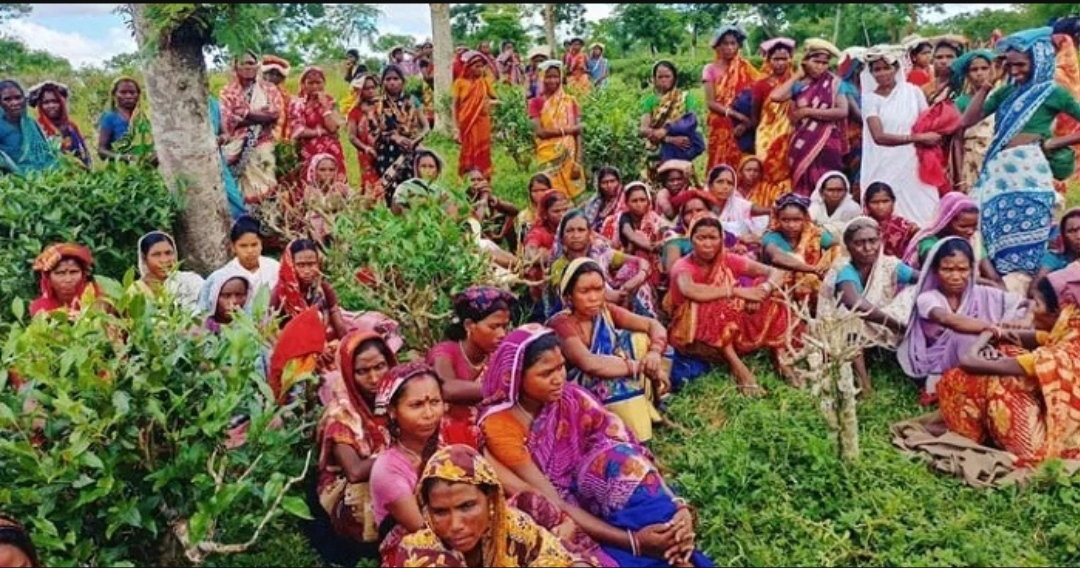 মধ্যরাতে সিদ্ধান্ত বদল, চা শ্রমিকদের ধর্মঘট অব্যাহত