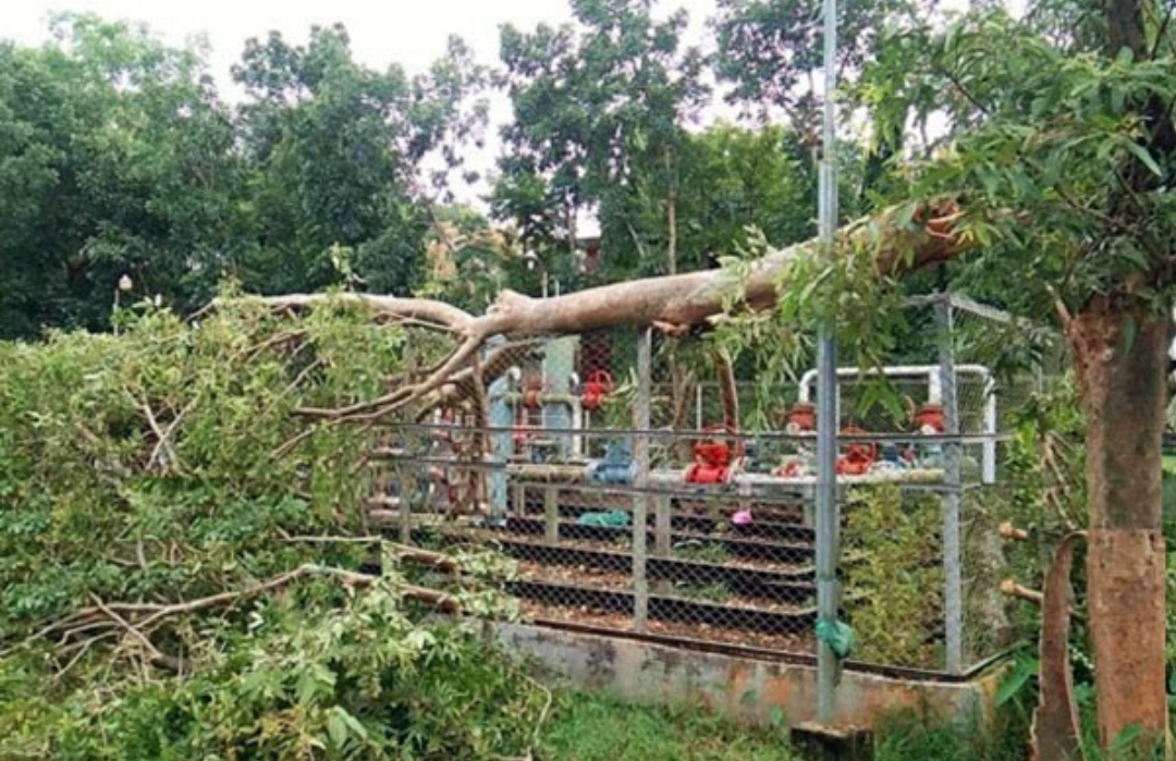সুনামগঞ্জে ঝড়ে গাছ পড়ে গ্যাস বিচ্ছিন্ন সাড়ে ৪ হাজার গ্রাহক