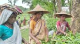 কাজে যোগ দিয়েছেন চা শ্রমিকরা